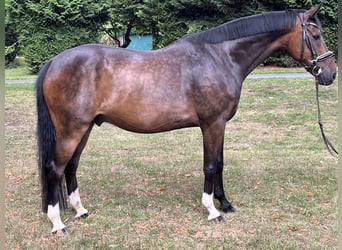 Hannoveraan, Ruin, 9 Jaar, 169 cm, Donkerbruin