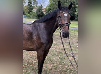 Hannoveraan, Ruin, 9 Jaar, 169 cm, Donkerbruin