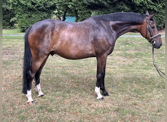 Hannoveraan, Ruin, 9 Jaar, 169 cm, Donkerbruin