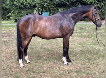 Hannoveraan, Ruin, 9 Jaar, 169 cm, Donkerbruin