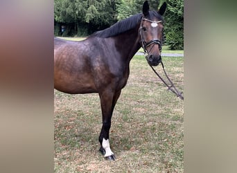 Hannoveraan, Ruin, 9 Jaar, 169 cm, Donkerbruin