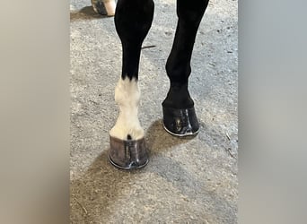 Hannoveraan, Ruin, 9 Jaar, 169 cm, Donkerbruin