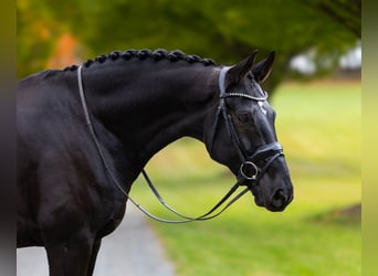 Hannoveraan, Ruin, 9 Jaar, 170 cm, Bruin