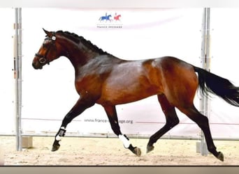 Hannoveraan, Ruin, 9 Jaar, 170 cm, Donkerbruin