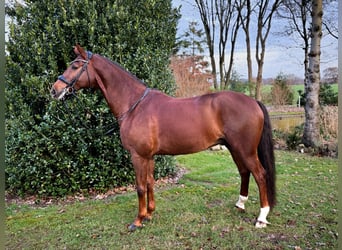 Hannoveraan, Ruin, 9 Jaar, 170 cm, Donkere-vos