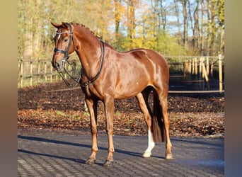 Hannoveraan, Ruin, 9 Jaar, 170 cm, Donkere-vos