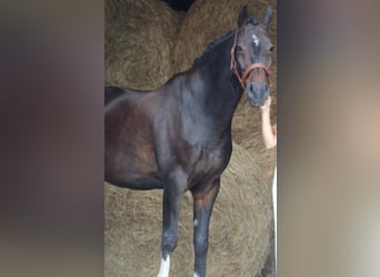Hannoveraan, Ruin, 9 Jaar, 170 cm, Zwartbruin