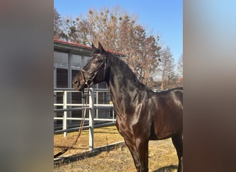 Hannoveraan, Ruin, 9 Jaar, 170 cm, Zwartbruin