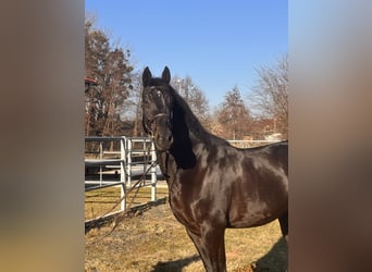 Hannoveraan, Ruin, 9 Jaar, 170 cm, Zwartbruin