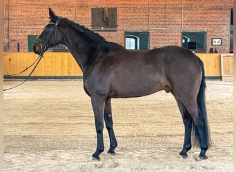 Hannoveraan, Ruin, 9 Jaar, 171 cm, Bruin