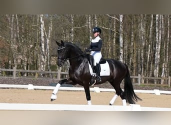 Hannoveraan, Ruin, 9 Jaar, 171 cm