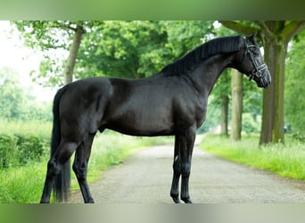 Hannoveraan, Ruin, 9 Jaar, 171 cm