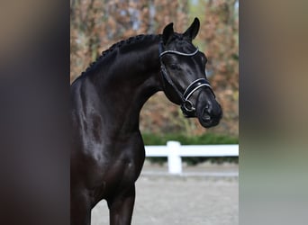 Hannoveraan, Ruin, 9 Jaar, 171 cm