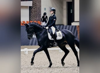 Hannoveraan, Ruin, 9 Jaar, 171 cm