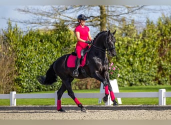 Hannoveraan, Ruin, 9 Jaar, 171 cm