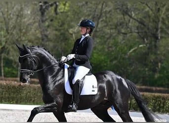 Hannoveraan, Ruin, 9 Jaar, 171 cm