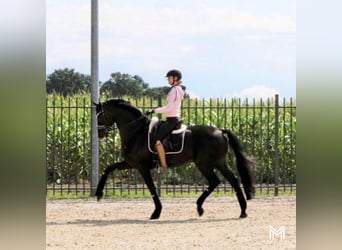 Hannoveraan, Ruin, 9 Jaar, 171 cm