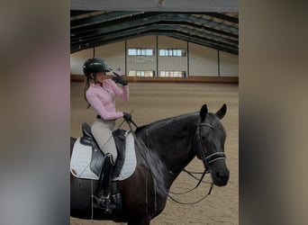 Hannoveraan, Ruin, 9 Jaar, 171 cm