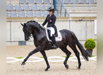 Hannoveraan, Ruin, 9 Jaar, 171 cm