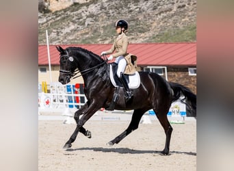 Hannoveraan, Ruin, 9 Jaar, 171 cm