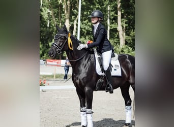 Hannoveraan, Ruin, 9 Jaar, 171 cm