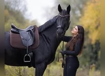 Hannoveraan, Ruin, 9 Jaar, 171 cm