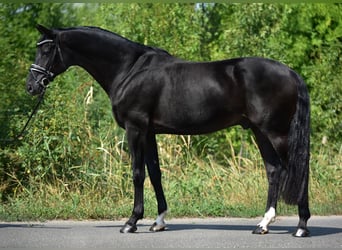 Hannoveraan, Ruin, 9 Jaar, 171 cm, Zwart