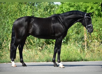 Hannoveraan, Ruin, 9 Jaar, 171 cm, Zwart