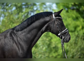 Hannoveraan, Ruin, 9 Jaar, 171 cm, Zwart