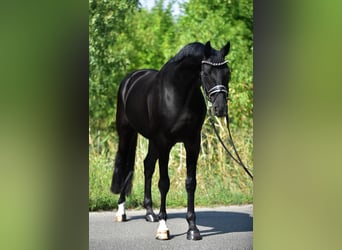 Hannoveraan, Ruin, 9 Jaar, 171 cm, Zwart