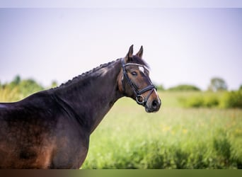 Hannoveraan, Ruin, 9 Jaar, 172 cm, Donkerbruin