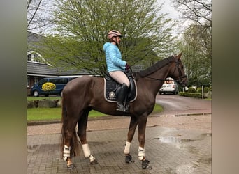 Hannoveraan, Ruin, 9 Jaar, 172 cm, Donkere-vos