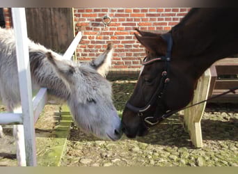 Hannoveraan, Ruin, 9 Jaar, 172 cm, Donkere-vos