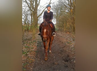 Hannoveraan, Ruin, 9 Jaar, 172 cm, Donkere-vos