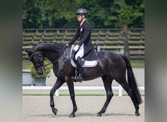 Hannoveraan, Ruin, 9 Jaar, 172 cm, Zwart
