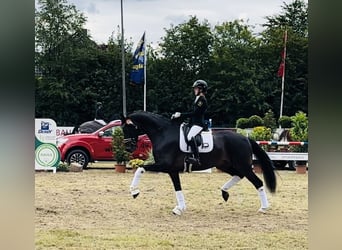 Hannoveraan, Ruin, 9 Jaar, 173 cm, Donkerbruin