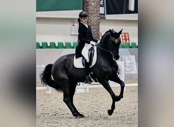 Hannoveraan, Ruin, 9 Jaar, 173 cm