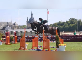 Hannoveraan, Ruin, 9 Jaar, 173 cm