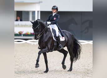 Hannoveraan, Ruin, 9 Jaar, 173 cm