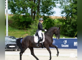 Hannoveraan, Ruin, 9 Jaar, 173 cm