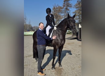 Hannoveraan, Ruin, 9 Jaar, 173 cm