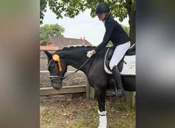 Hannoveraan, Ruin, 9 Jaar, 173 cm