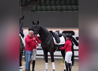 Hannoveraan, Ruin, 9 Jaar, 173 cm