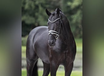 Hannoveraan, Ruin, 9 Jaar, 173 cm