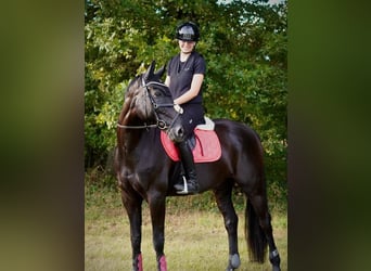 Hannoveraan, Ruin, 9 Jaar, 173 cm