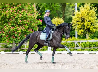 Hannoveraan, Ruin, 9 Jaar, 173 cm