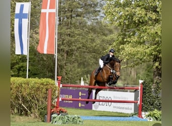 Hannoveraan, Ruin, 9 Jaar, 176 cm, Bruin