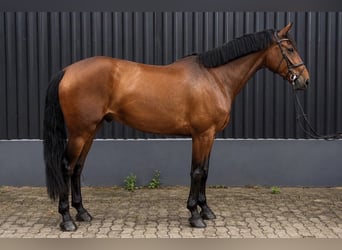 Hannoveraan, Ruin, 9 Jaar, 176 cm, Bruin