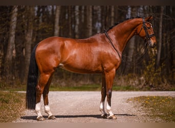 Hannoveraan, Ruin, 9 Jaar, 177 cm, Bruin