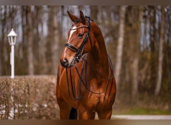 Hannoveraan, Ruin, 9 Jaar, 177 cm, Bruin